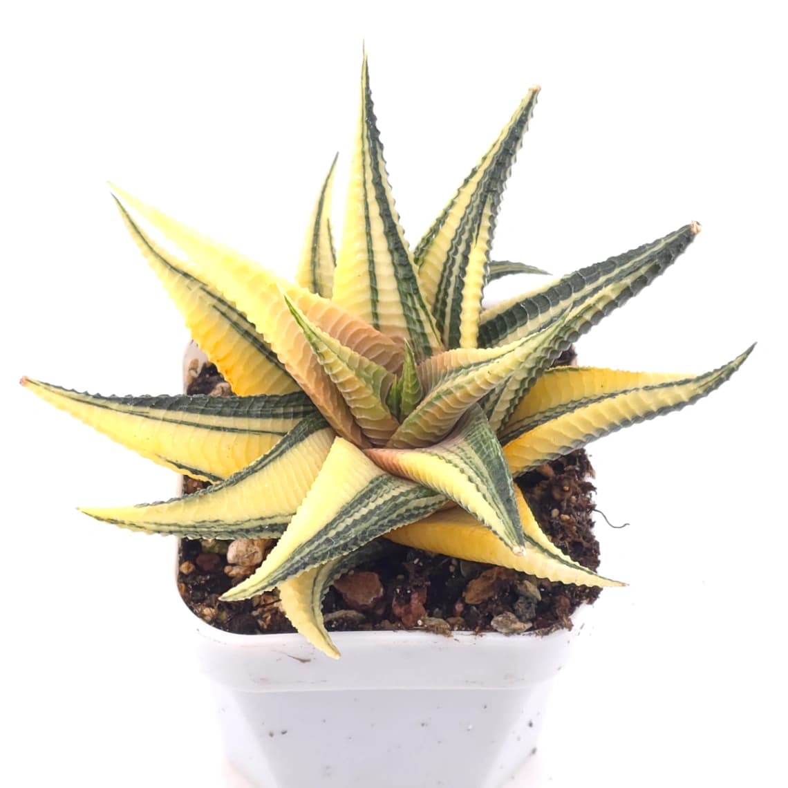 Haworthia limifoli Variegated | 琉璃殿錦 - View 1