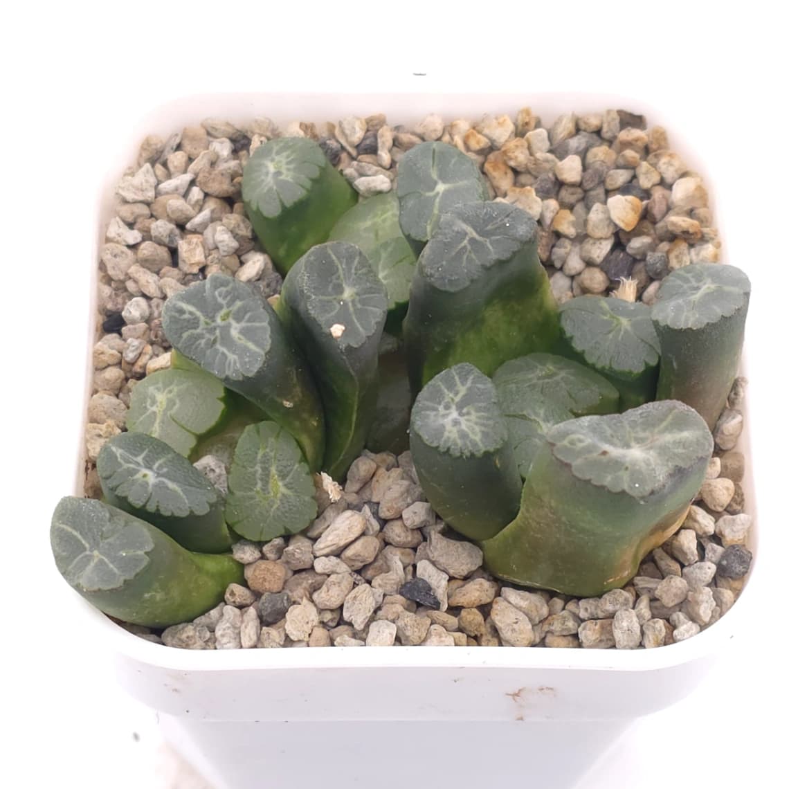 Haworthia maughanii | 萬象 - View 1