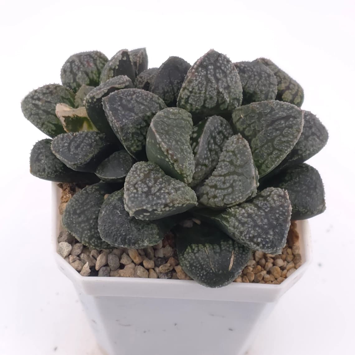 Haworthia ‘Mordor’ | 摩多 - View 1