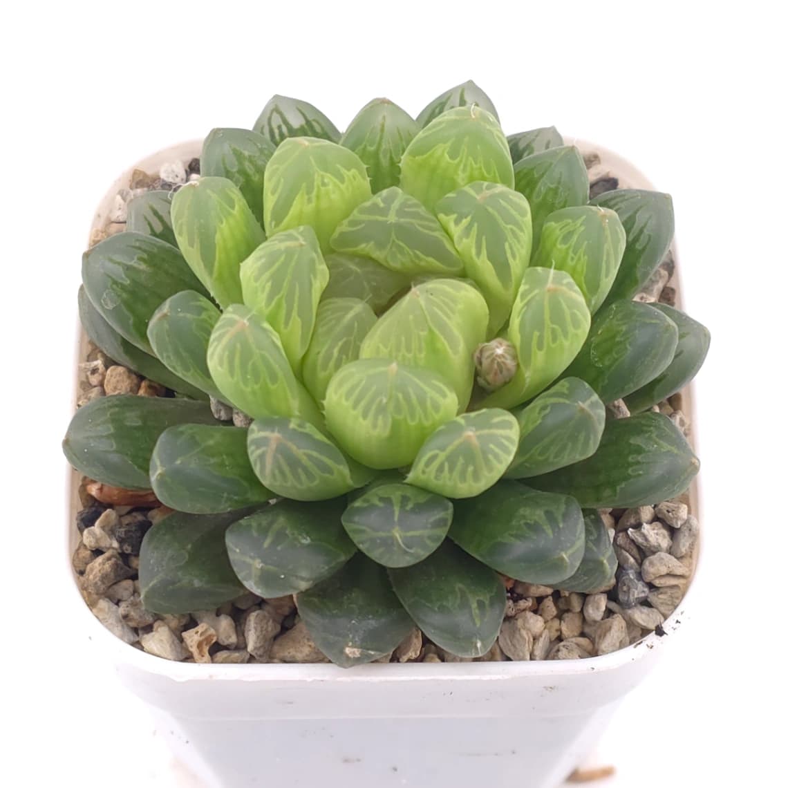 Haworthia cooperi | 草玉露 - View 1