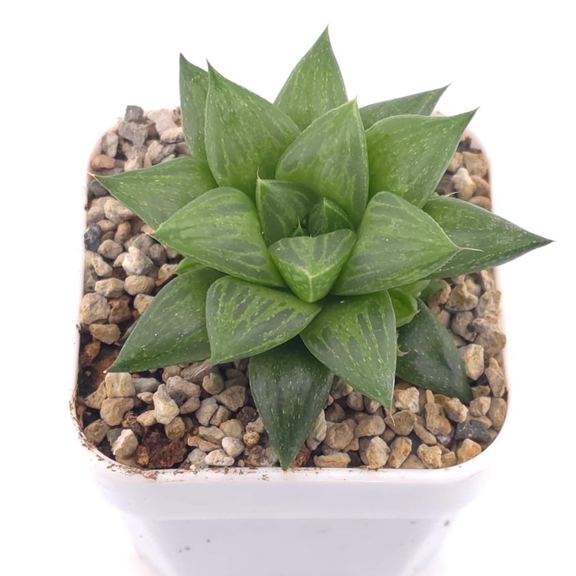 Haworthia venusta (C.L.Scott) M.B.Bayer magnifica | 玉露壽 - View 1
