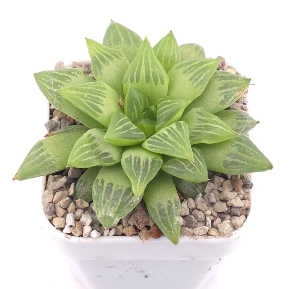 Haworthia turgida | 水晶壽 - View 1