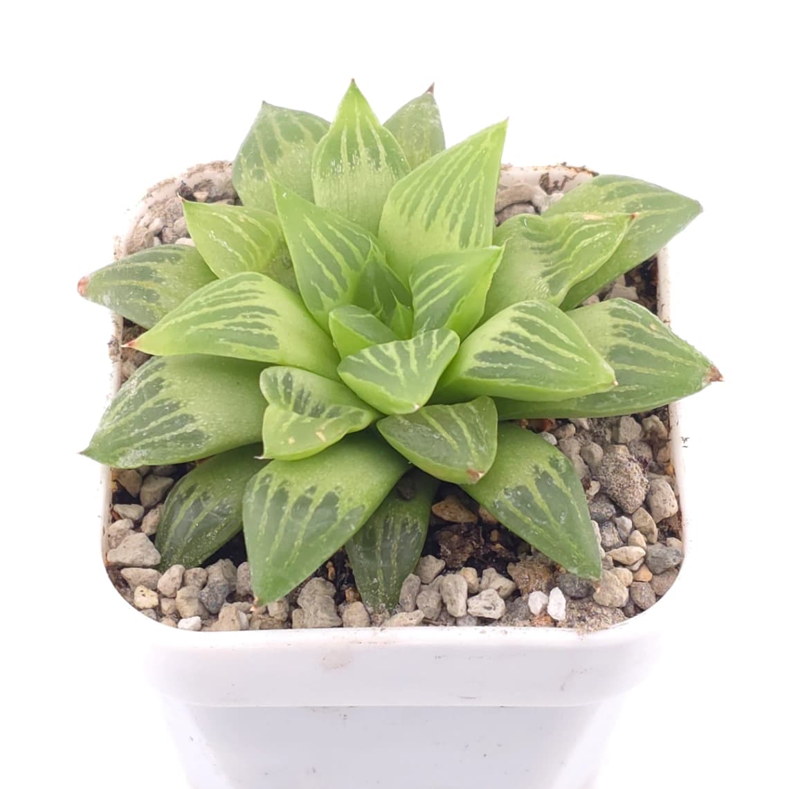 Haworthia turgida | 水晶壽 - View 1