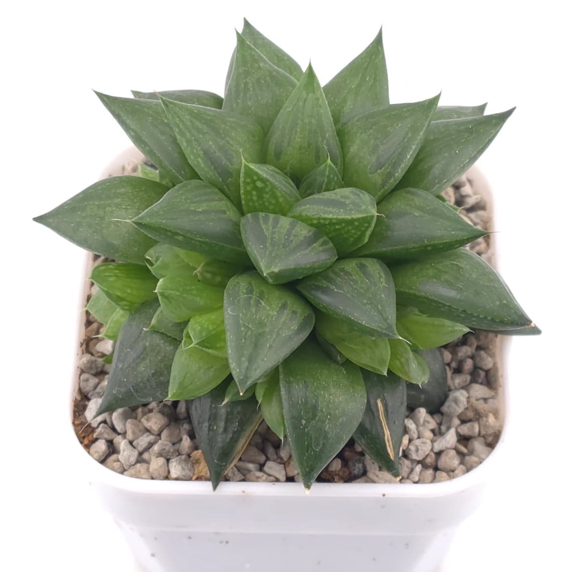 Haworthia venusta (C.L.Scott) M.B.Bayer magnifica | 玉露壽 - View 1