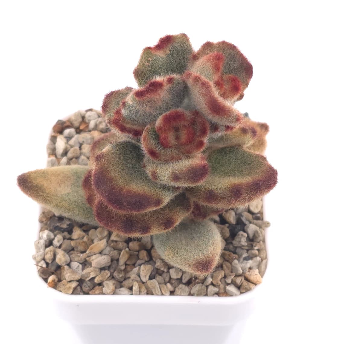 Kalanchoe tomentosa ‘Teddy Bear’ | 泰迪熊