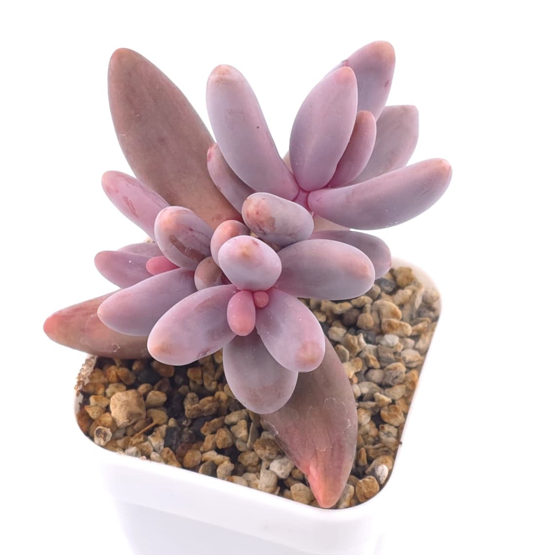Pachyphytum ‘Ganzhou’ silk variegated | 紅手指錦 - View 1