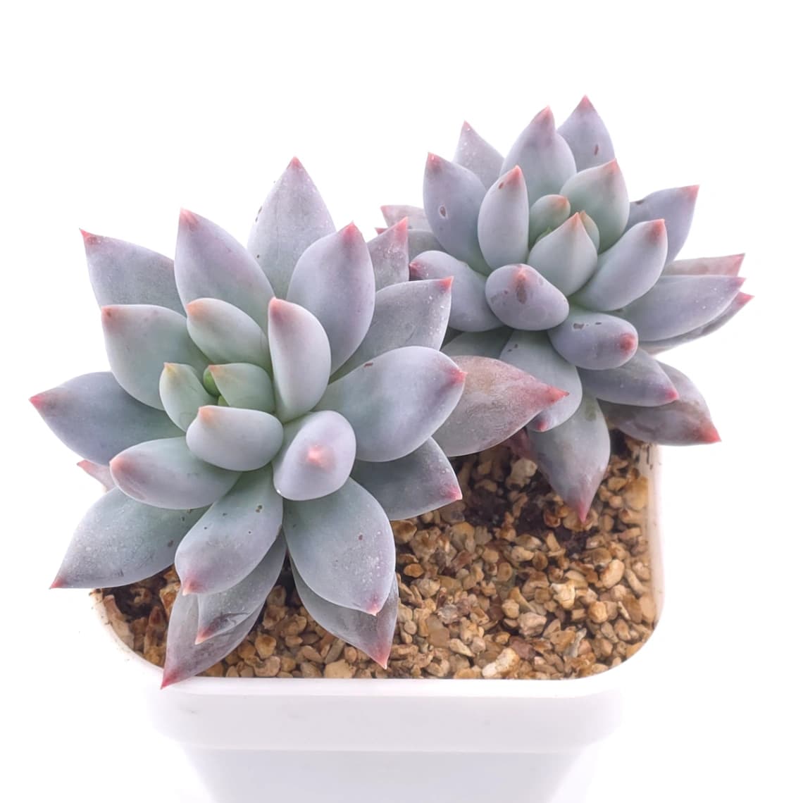 Pachyphytum ‘Hana Byul’ | 星玉 - View 1