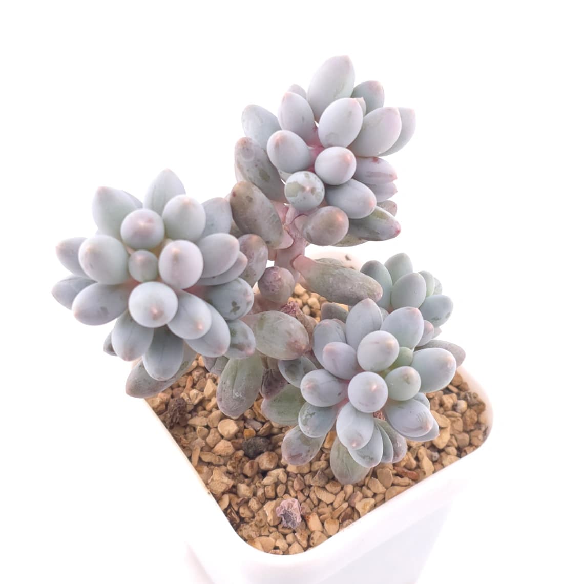 Pachyphytum ‘Machucae’ (Baby Finger) | 嬰兒手指 - View 1