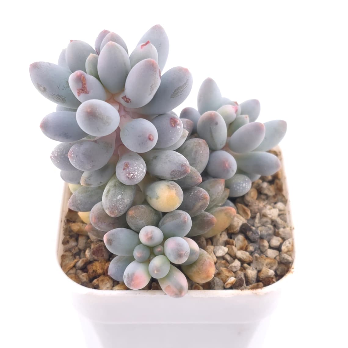Pachyphytum ‘Machucae’ (Baby Finger) variegated | 嬰兒手指錦 - View 1