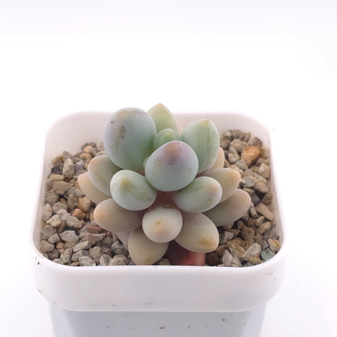 Pachyphytum ‘Sweet Dumpling’ | 湯圓