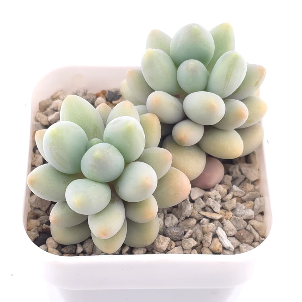 Pachyphytum ‘Sweet Dumpling’ | 湯圓