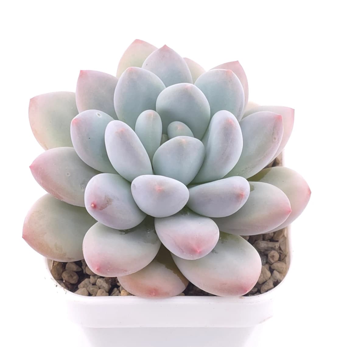 Pachyveria ‘Perfume’ | 香水 - View 1