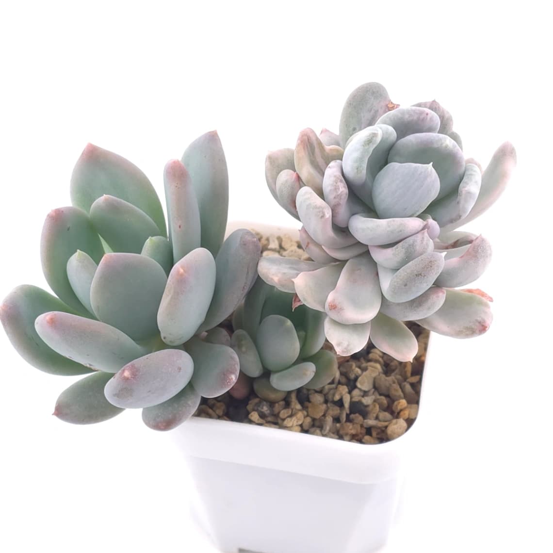 Pachyveria ‘Roly Poly’ white variegated | 白斑玉蓮球錦