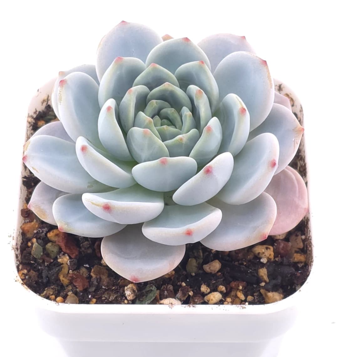 Echeveria ‘Snow Angel’ | 雪天使 - View 1