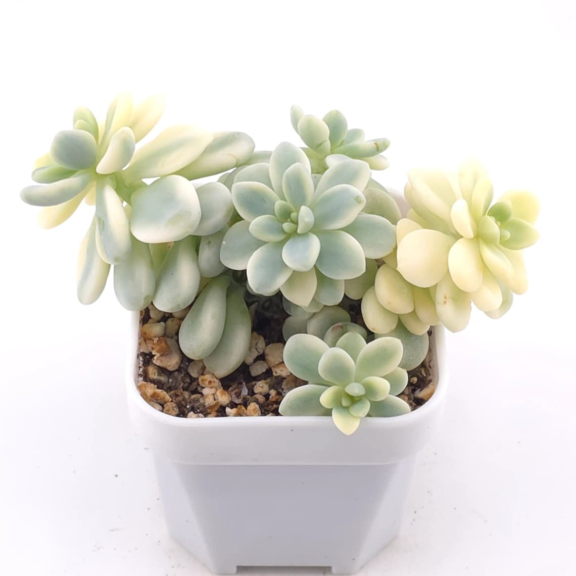 Sedum clavatum variegated clustering | 勞爾錦群 - View 1