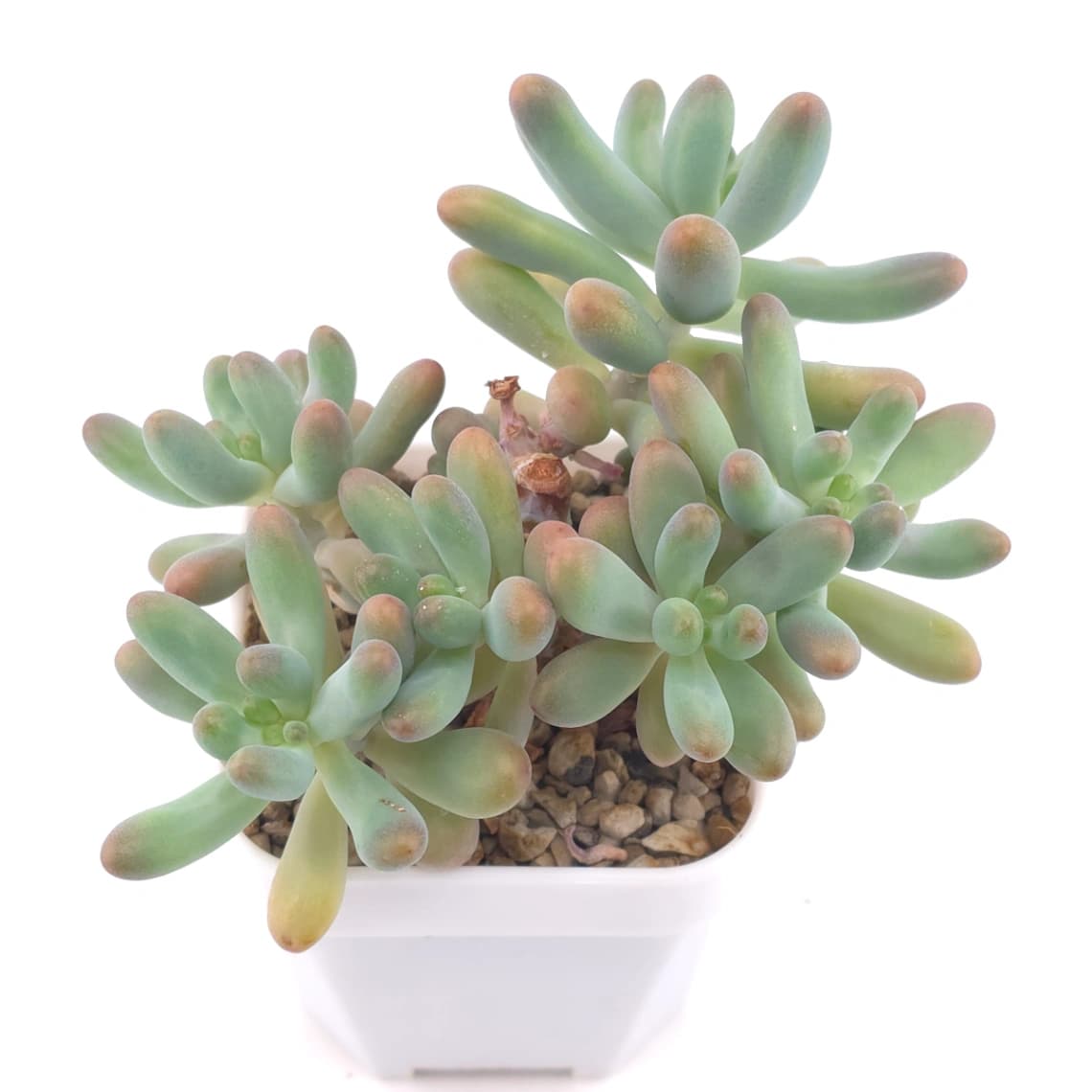 Sedum Pachyphyllum ‘Jelly Beans’ | 乙女心