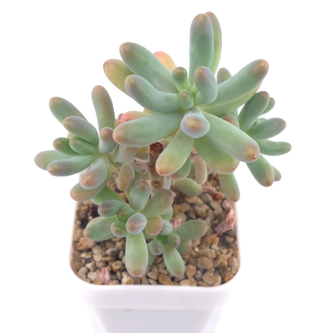 Sedum Pachyphyllum ‘Jelly Beans’ | 乙女心 - View 1
