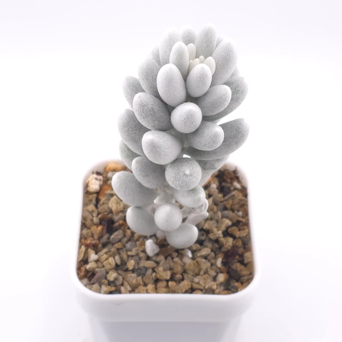 Senecio haworthii (Sweet) Sch.Bip | 銀月