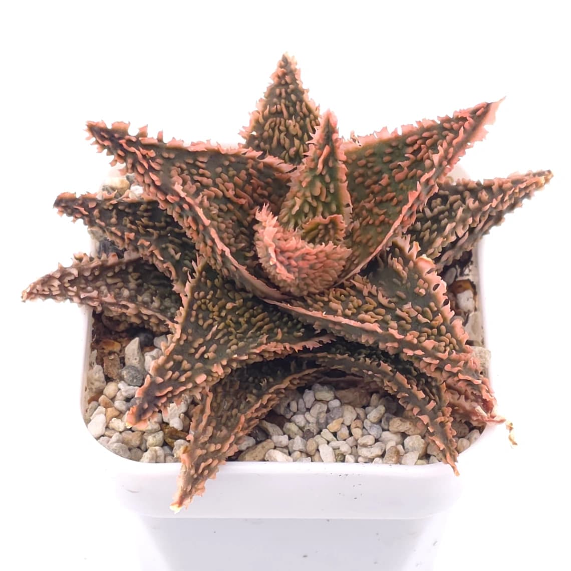 Aloe ‘Pink Blush’ | 粉紅女郎 - View 1