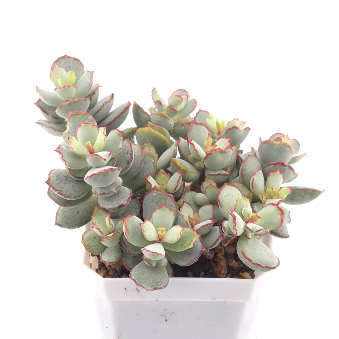 Cotyledon 'Choco Line' | 巧克力線