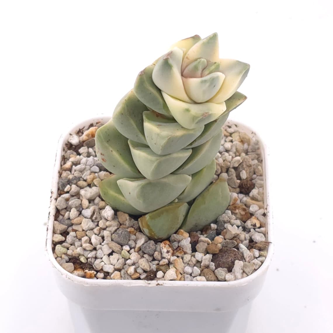 Crassula cv ‘ Moonglow’ variegated | 紀之川錦 - View 1