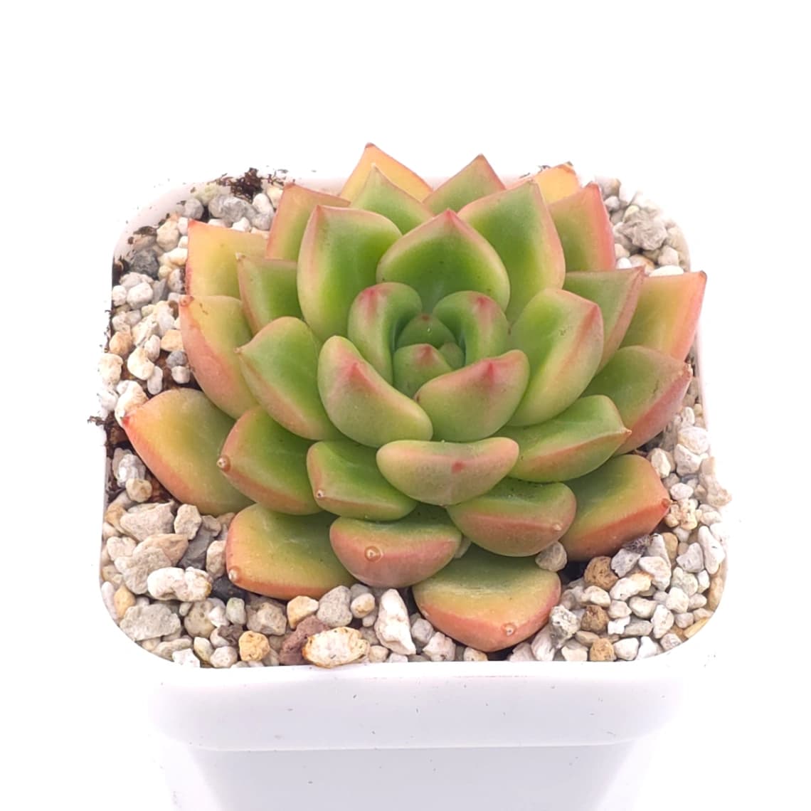 Echeveria agavoides spp. | 冬雲雜 - View 1