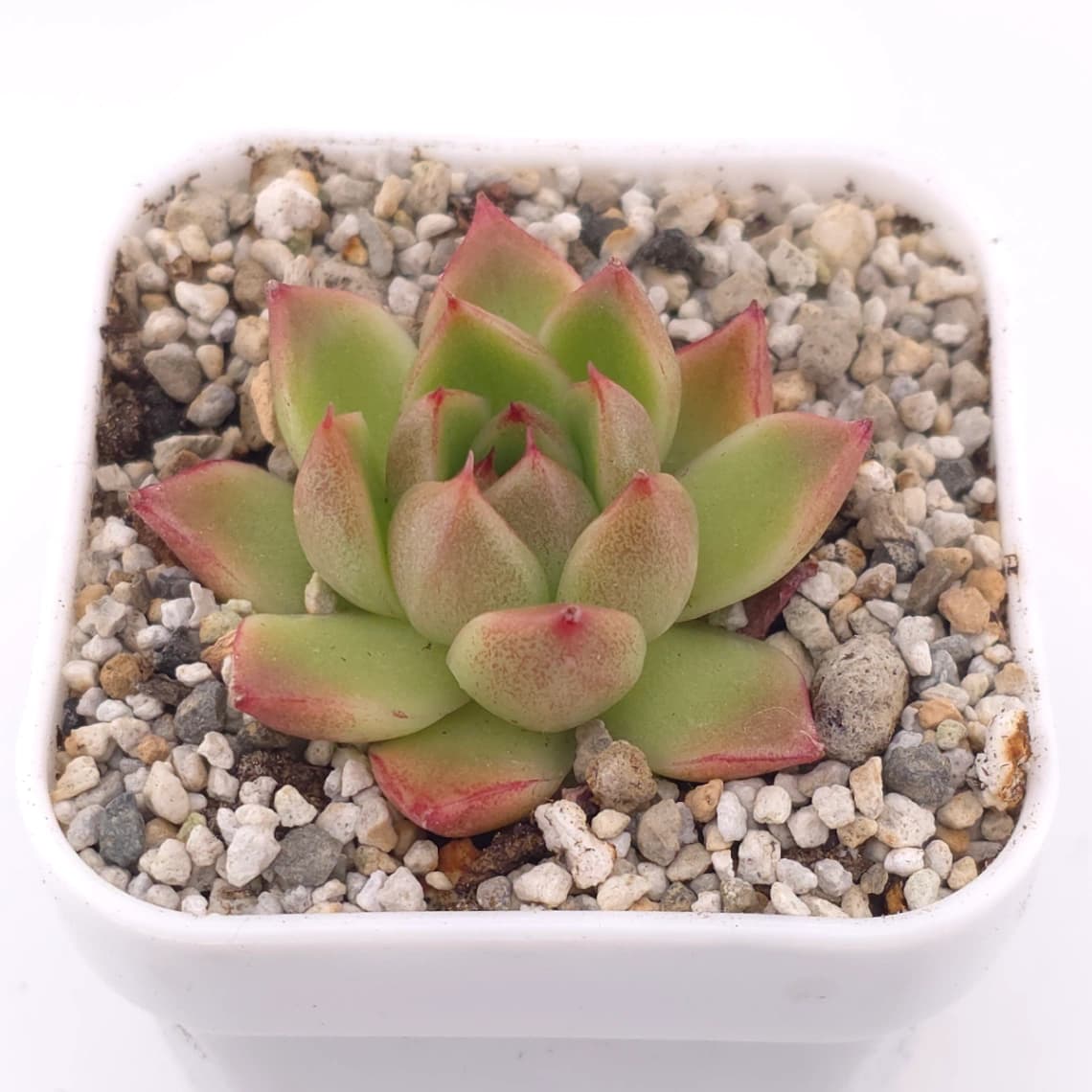 Echeveria agavoides spp. | 冬雲雜 - View 1