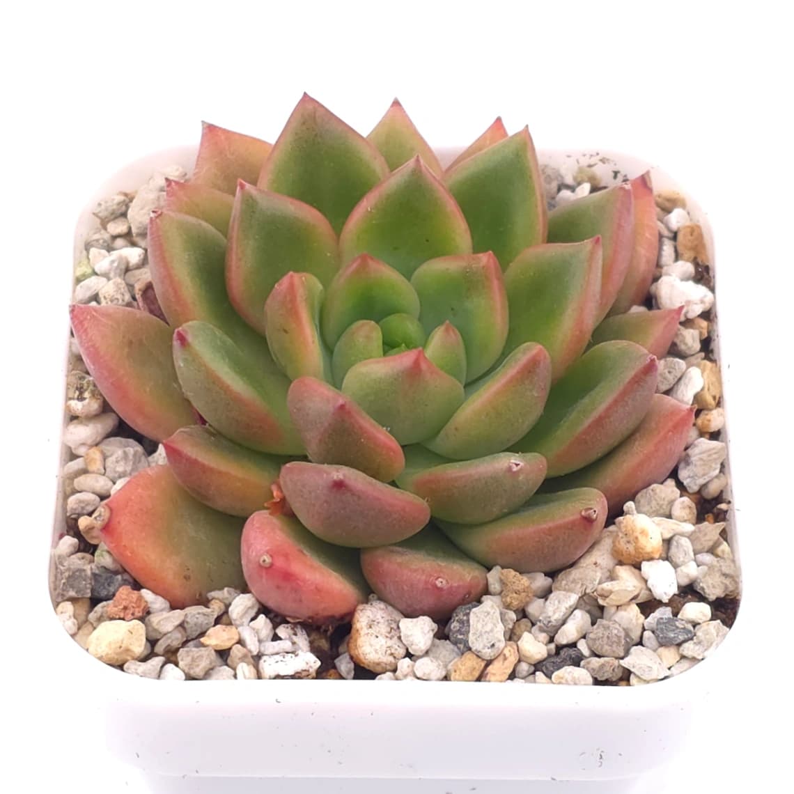 Echeveria agavoides spp. | 冬雲雜 - View 1
