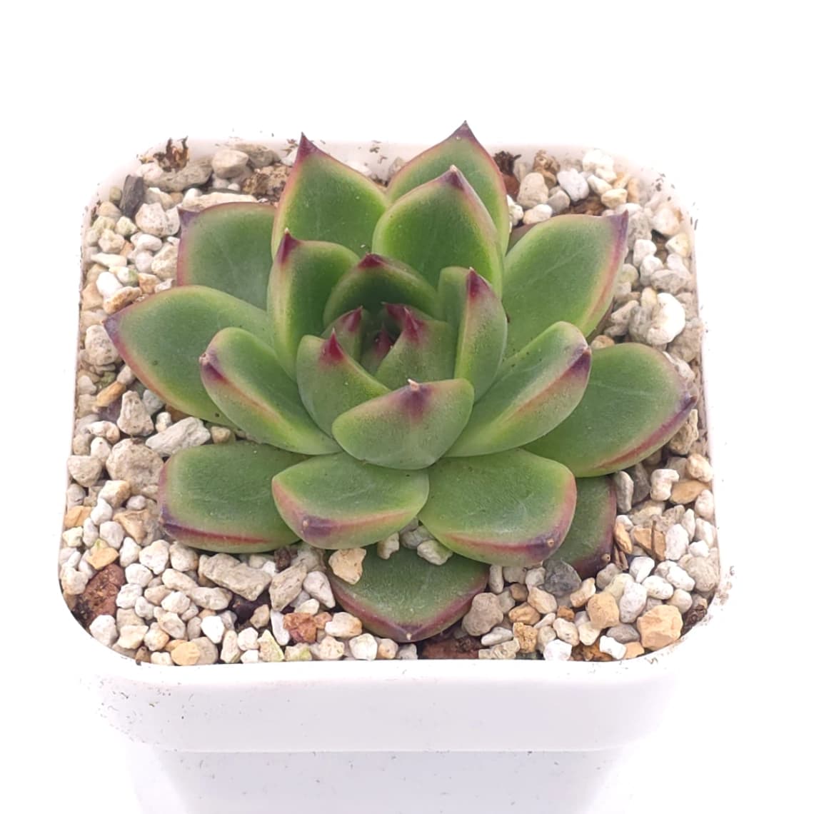 Echeveria agavoides spp. | 冬雲雜 - View 1