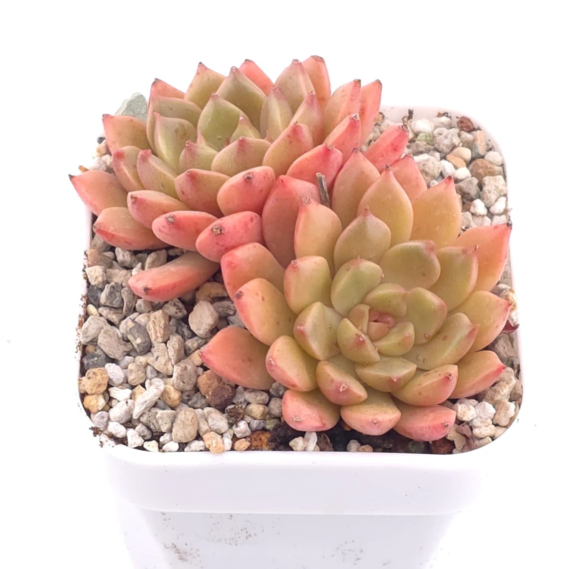 Echeveria agavoides spp. | 冬雲雜 - View 1