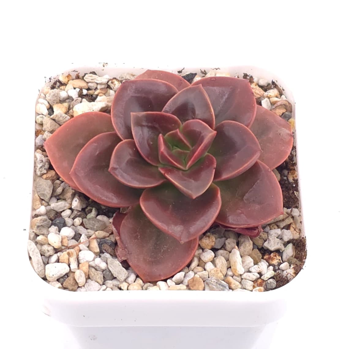 Echeveria ‘Chocolate Rose’ | 巧克力玫瑰 - View 1