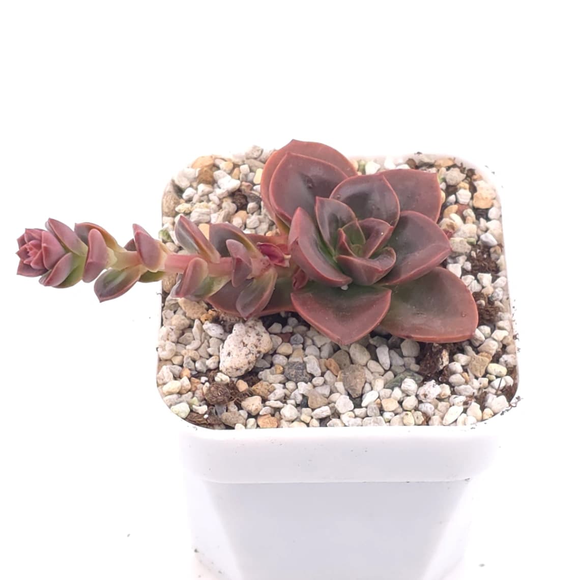 Echeveria ‘Chocolate Rose’ | 巧克力玫瑰 - View 1