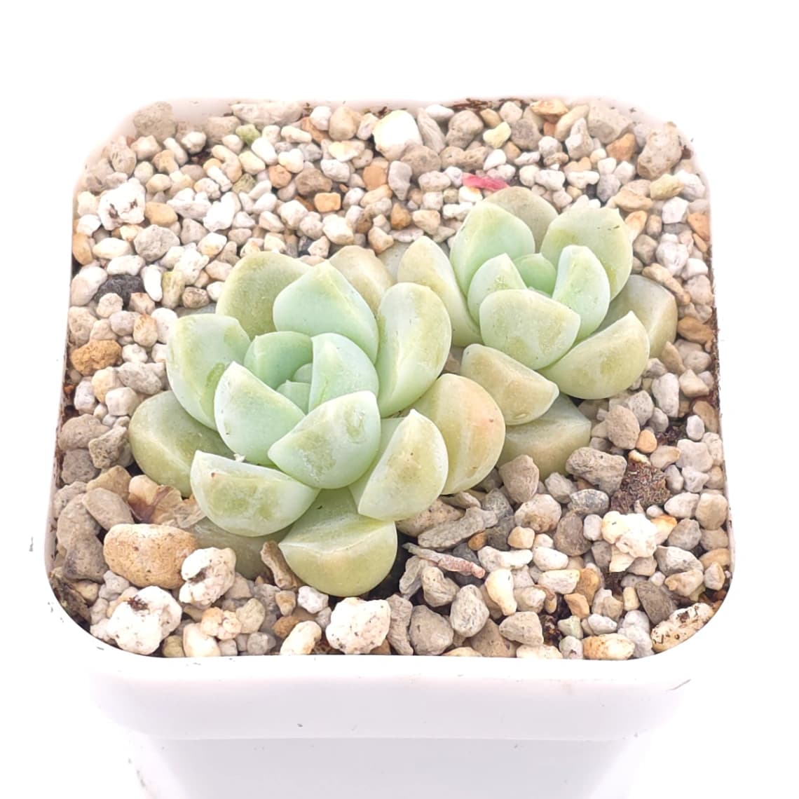 Echeveria elegans ‘Alba’ | 白月影 - View 1
