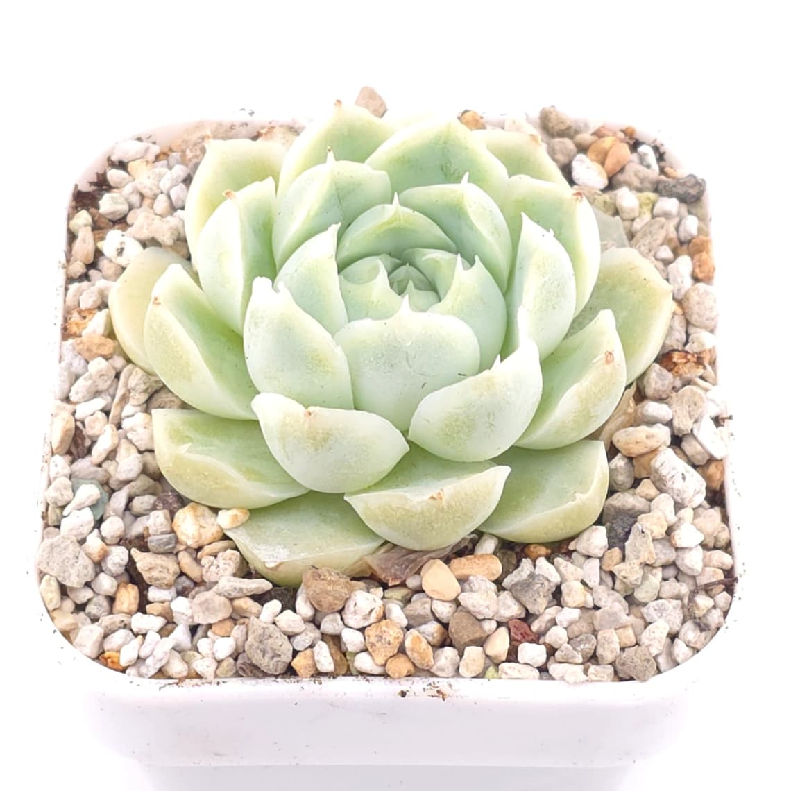 Echeveria elegans ‘Alba’ | 白月影 - View 1