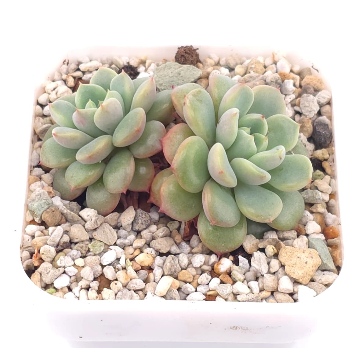 Echeveria elegans spp. | 月影雜 - View 1