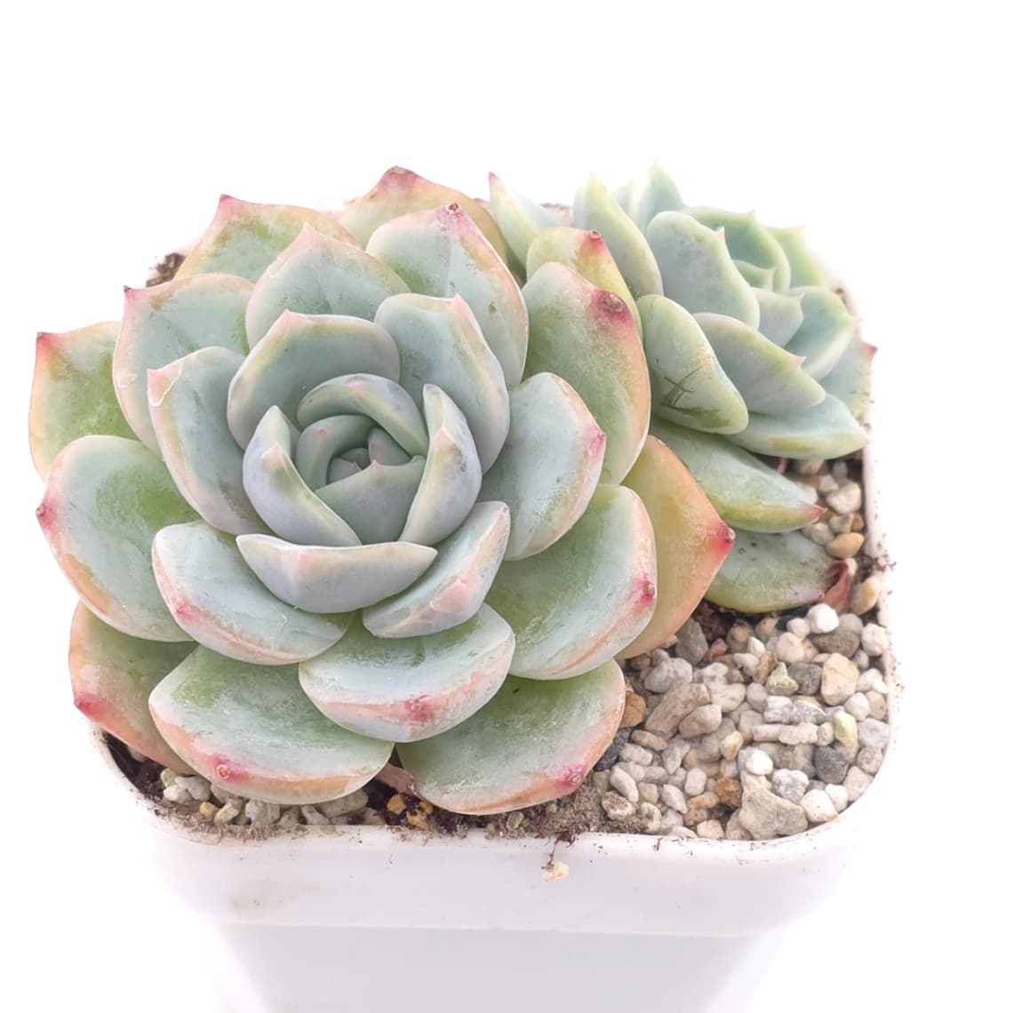 Echeveria elegans spp. | 月影雜 - View 1