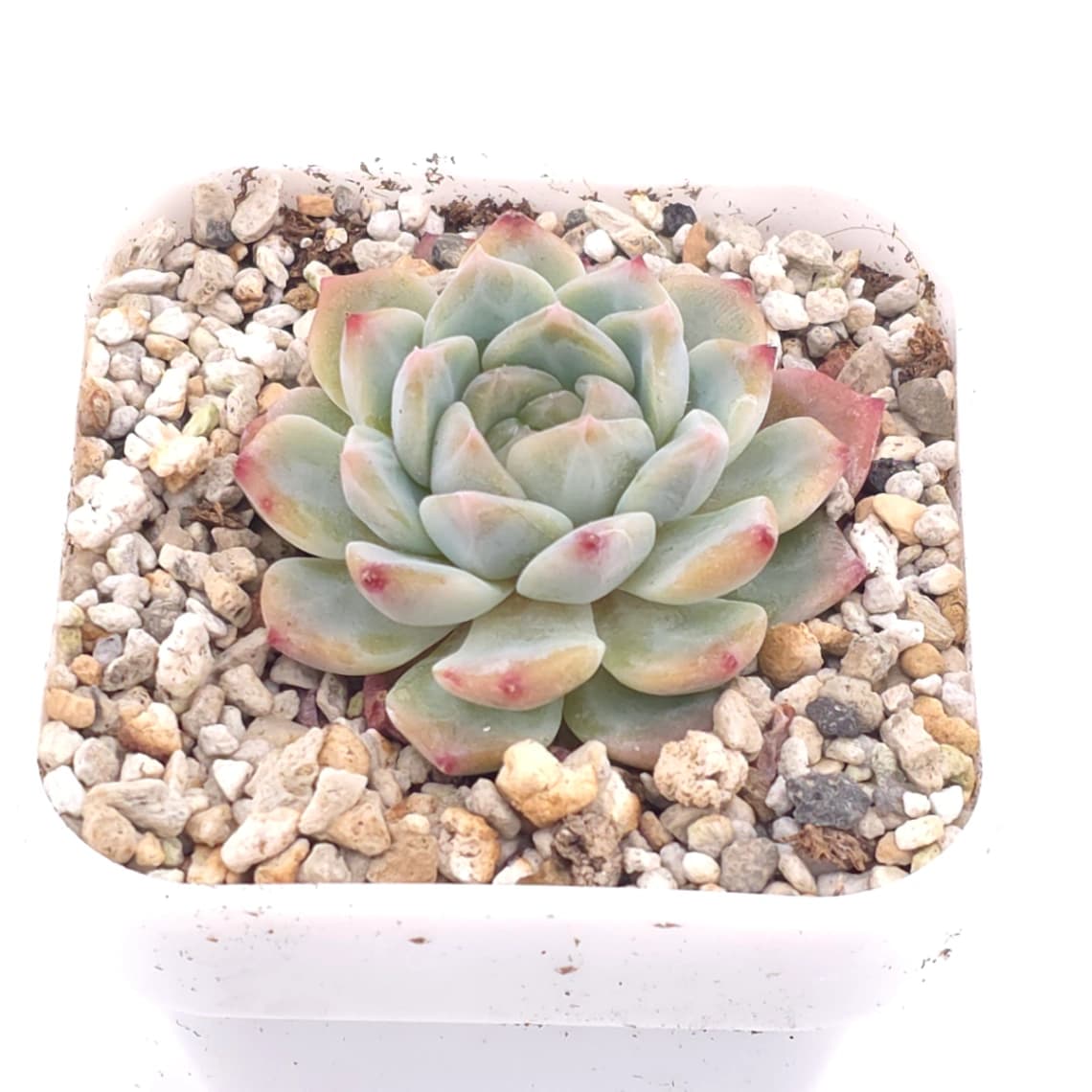 Echeveria elegans spp. | 月影雜 - View 1