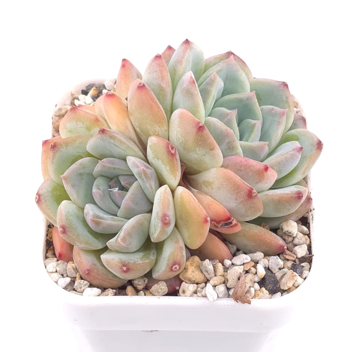 Echeveria elegans spp. | 月影雜 - View 1