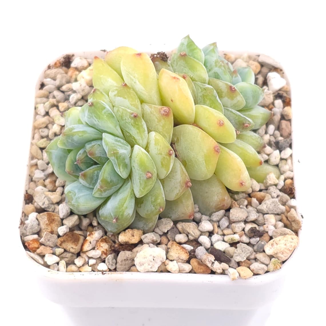 Echeveria ‘Ice Soul’ | 冰魄 - View 1