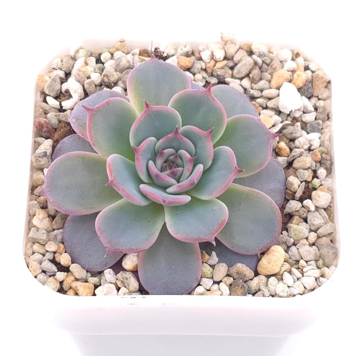 Echeveria ‘Laulensis’ | 勞倫斯 - View 1