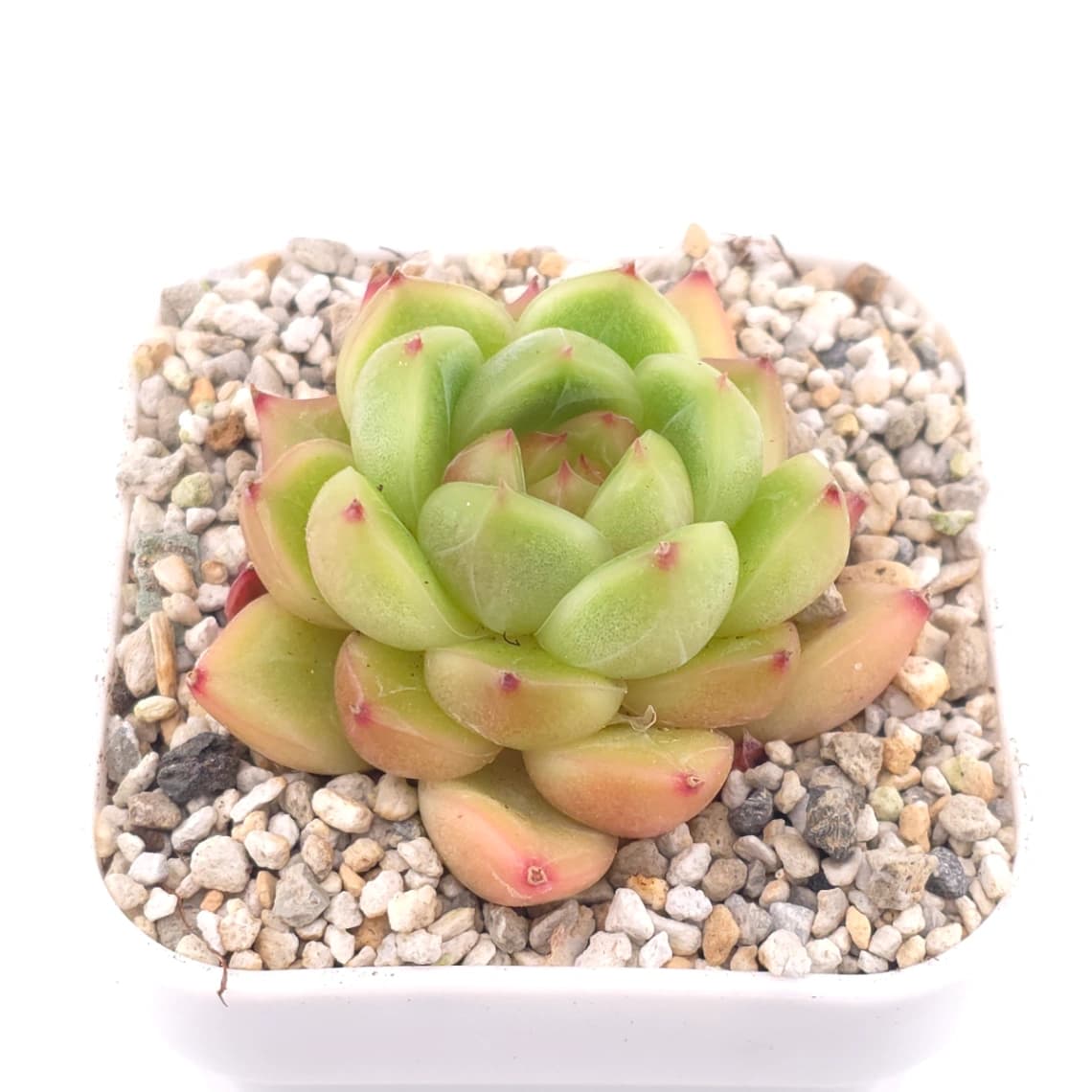 Echeveria ‘Malgan’ | 麥稈 - View 1