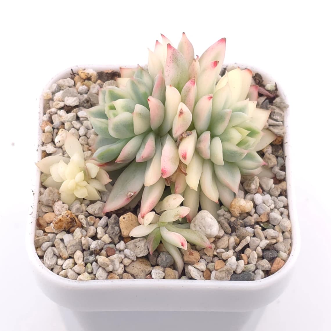 Echeveria ‘Mebina’ variegated clustering | 女雛錦群 - View 1