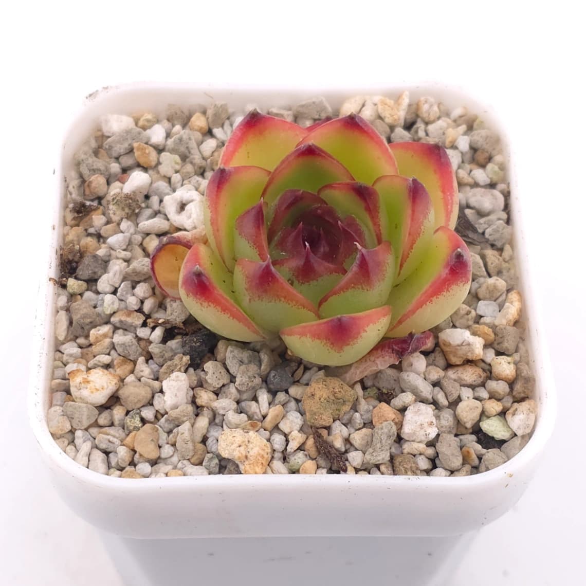 Echeveria ‘Moonstone’ | 月亮石 - View 1