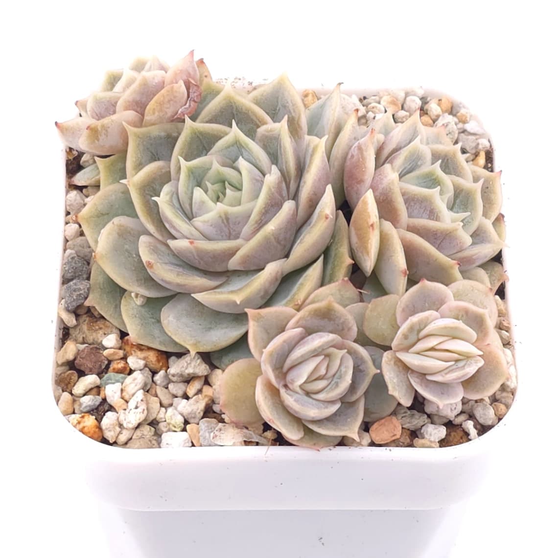 Echeveria ‘Onslow’ | 昂斯諾 - View 1