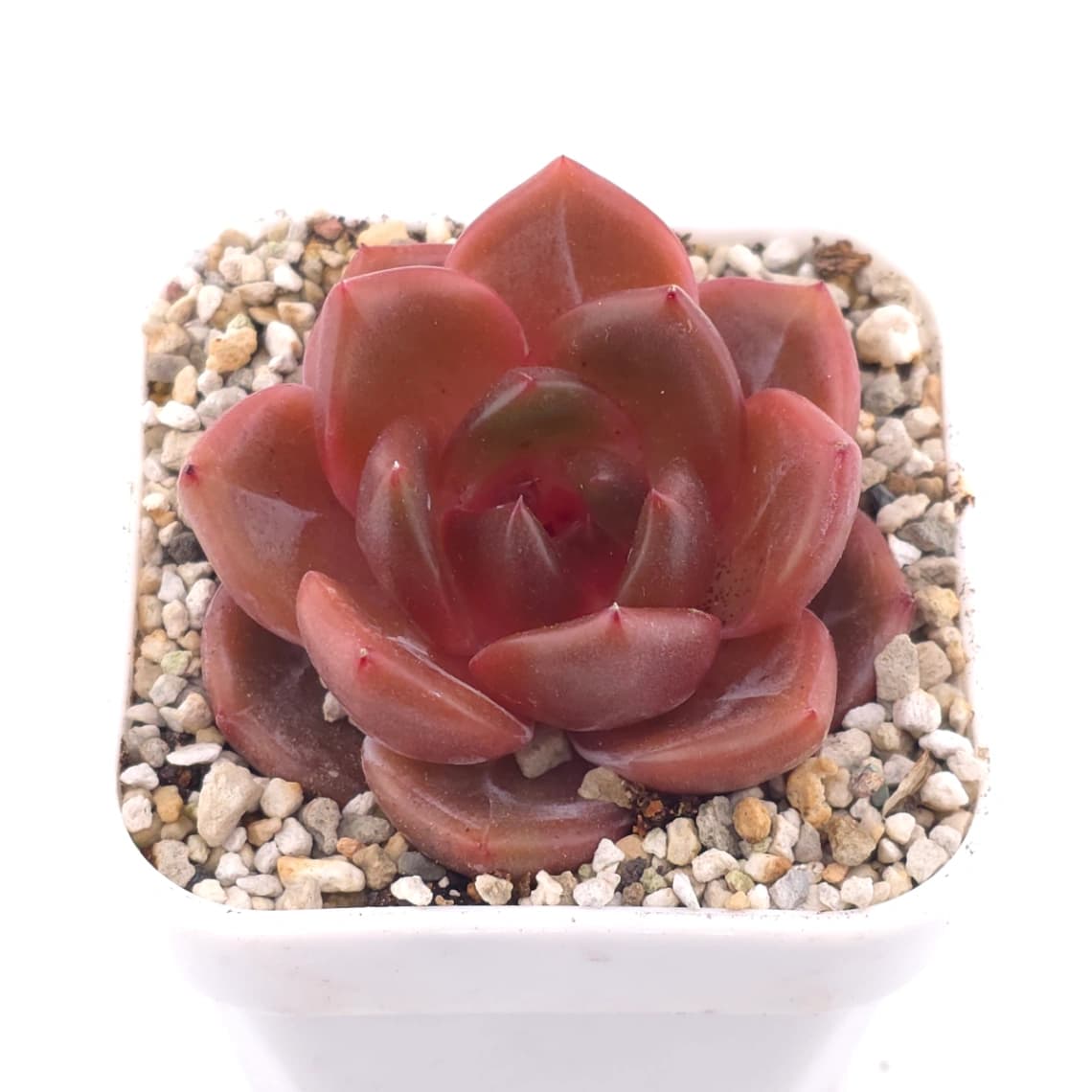 Echeveria ‘Orange Monroe’ spp. | 橙夢露雜 - View 1
