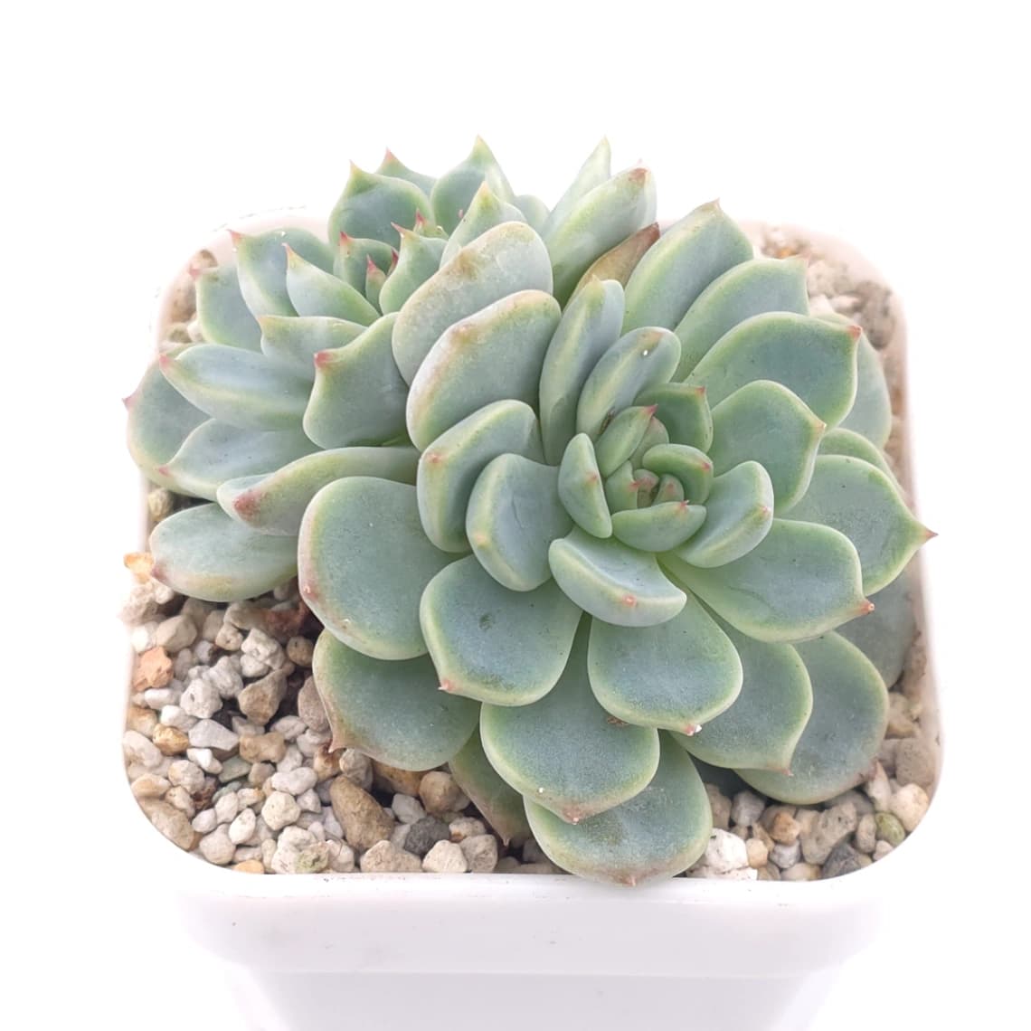 Echeveria ‘Pink Sea’ | 粉海 - View 1