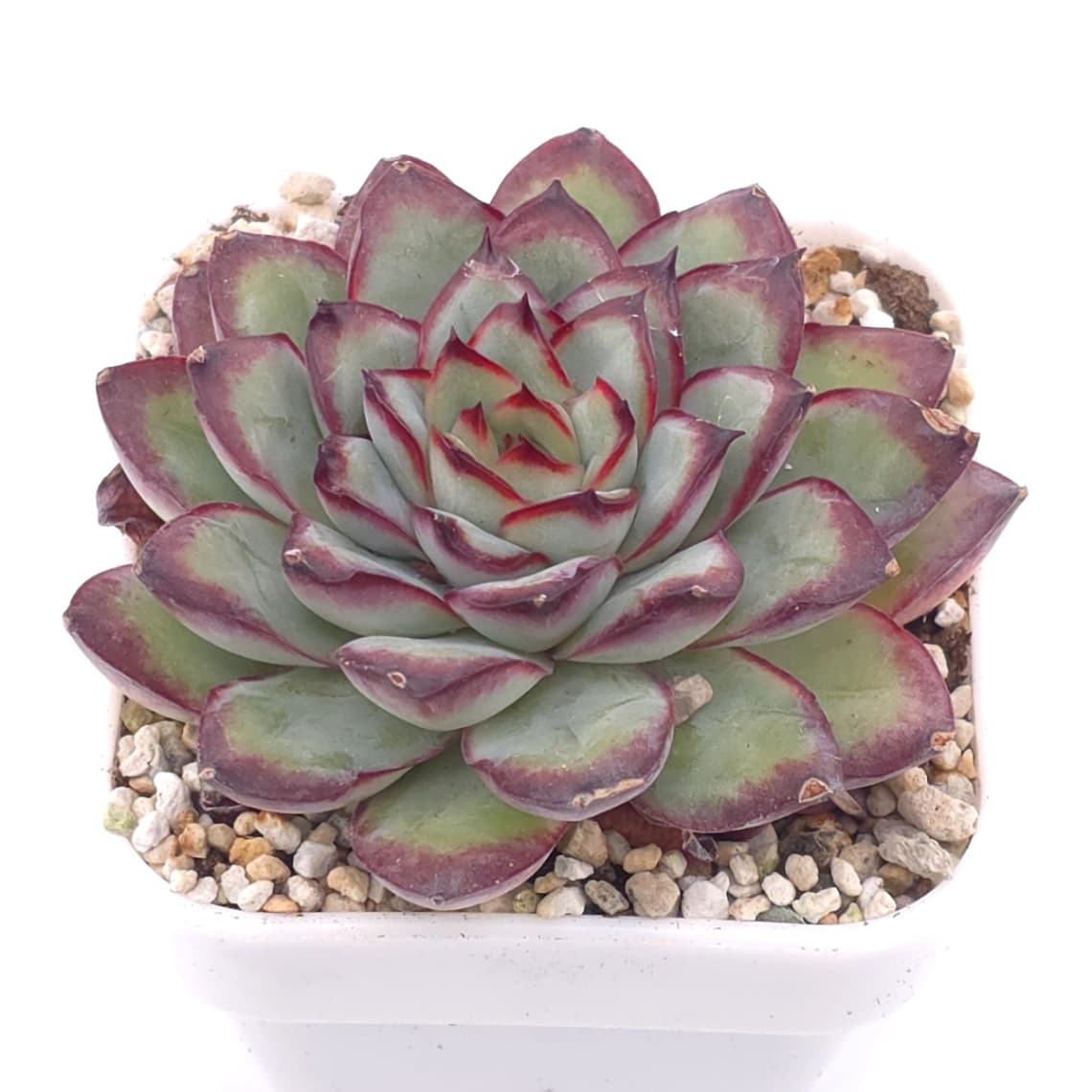 Echeveria pulidonis | 花月夜 - View 1