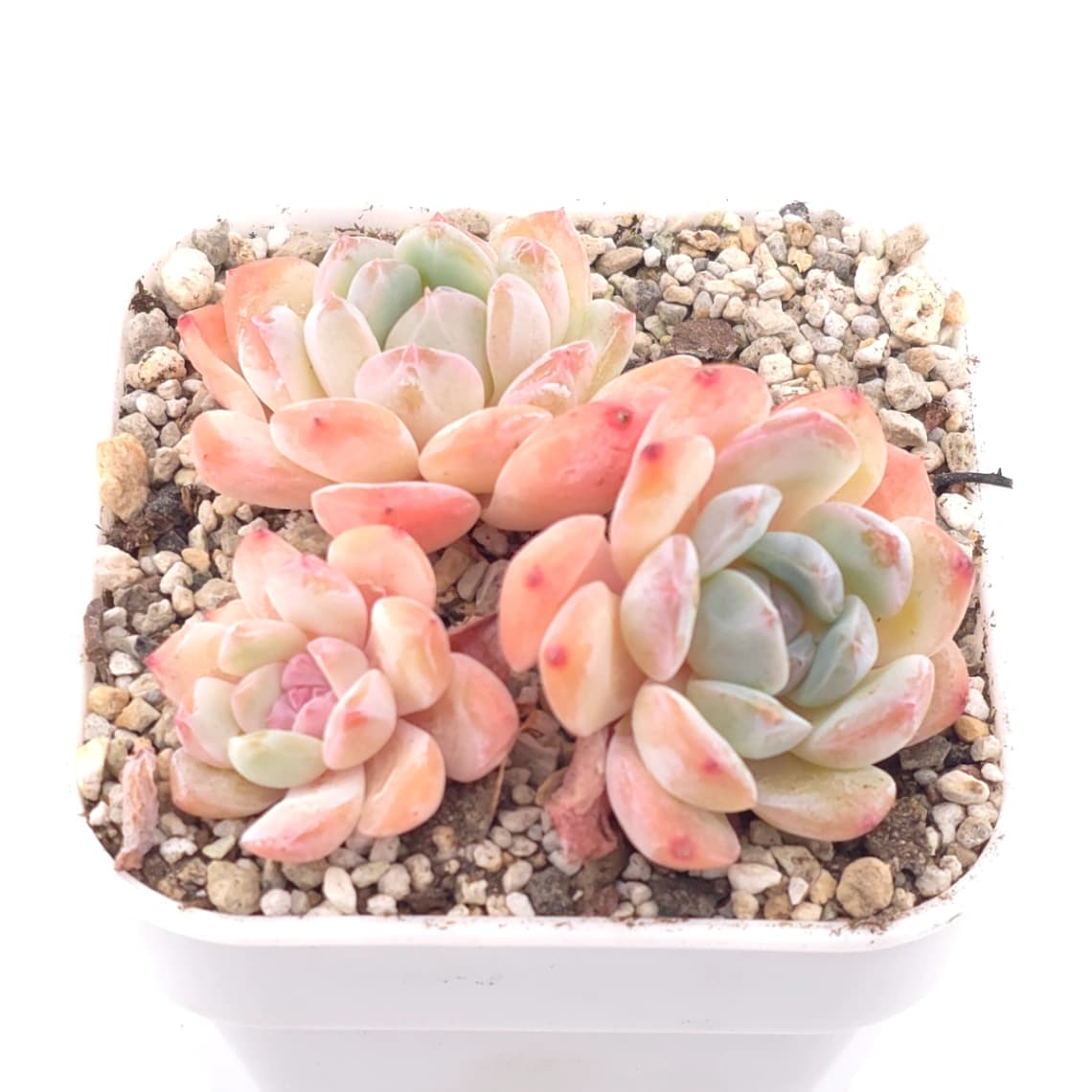 Echeveria ‘Star Orange’ | 星星橙 - View 1