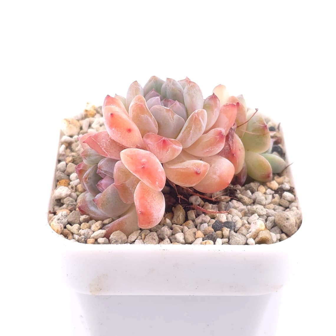 Echeveria ‘Star Orange’ | 星星橙 - View 1