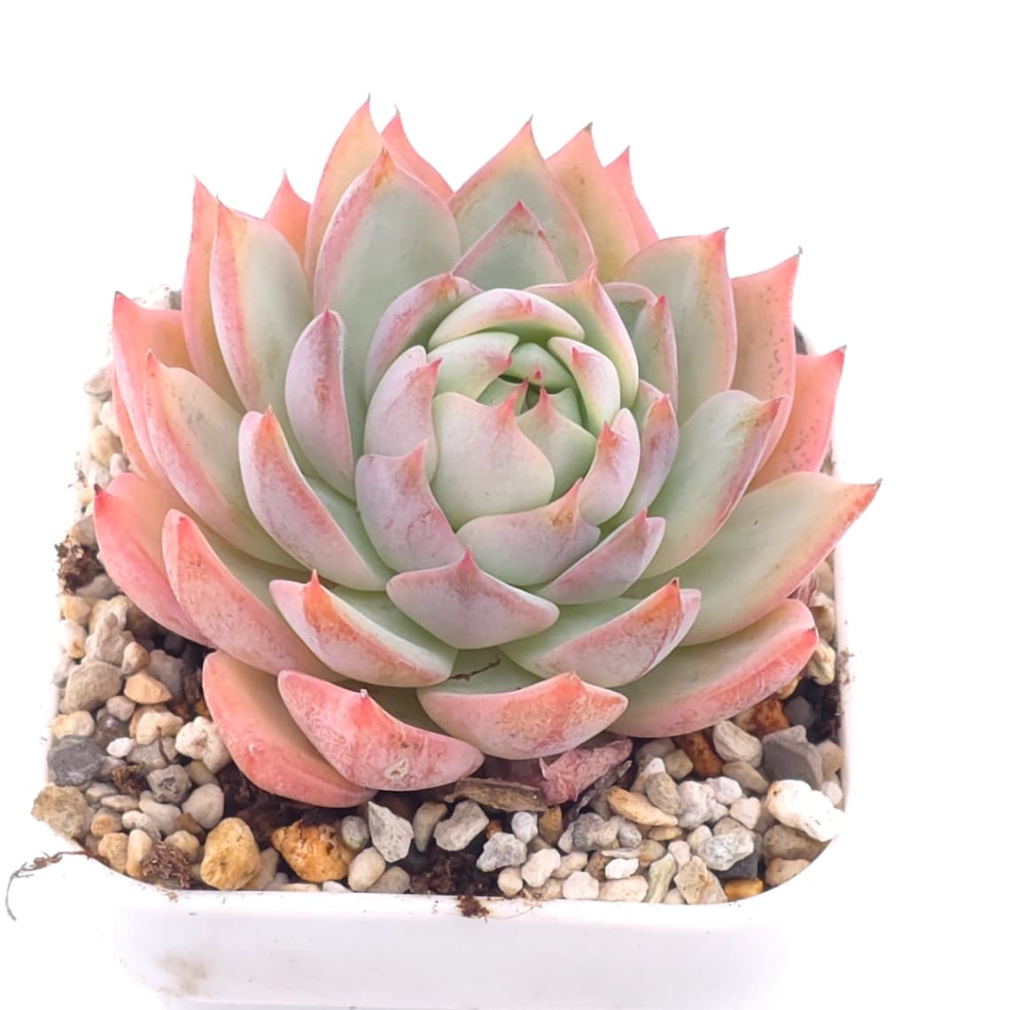 Echeveria ‘Tippy’ | 蒂比 - View 1